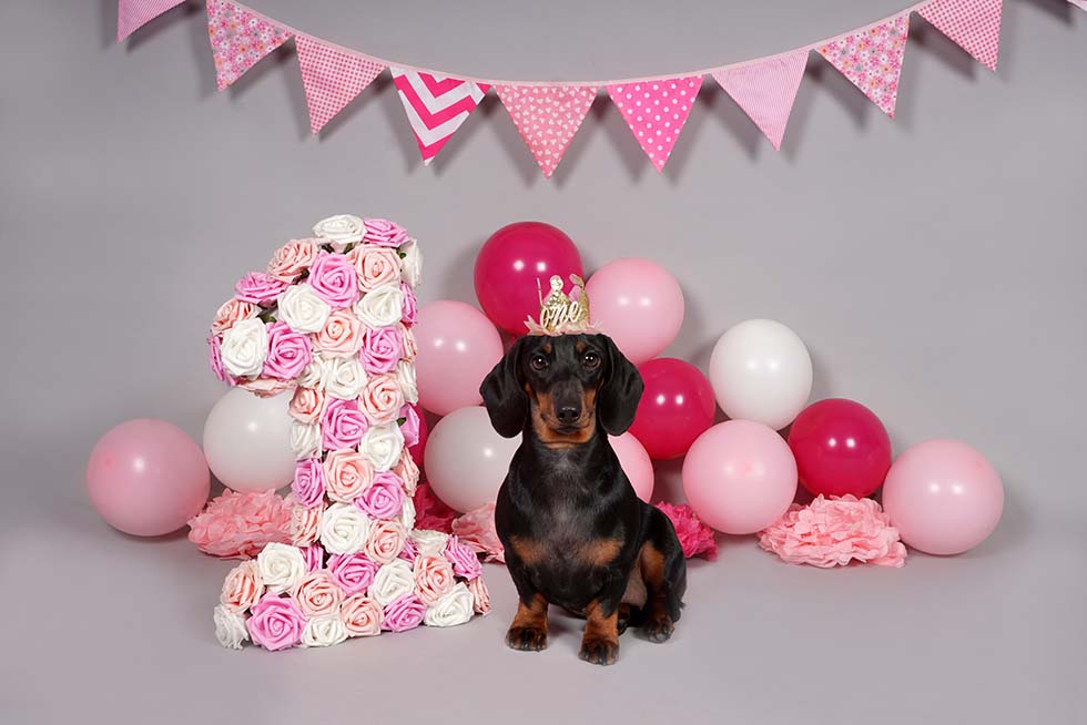 dog smash, dog cake smash, cake smash, cake smashing, 1st birthday, cake smash photoshoot, photo shoot