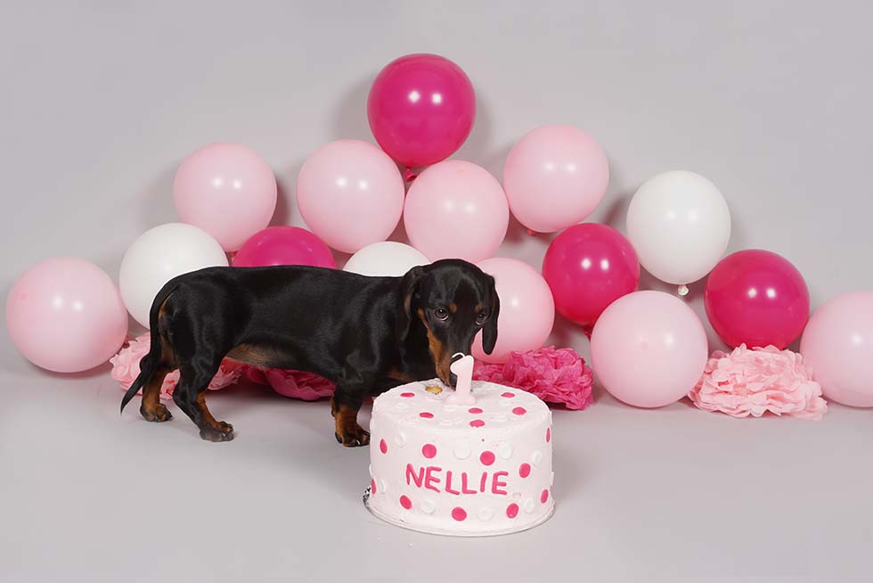 dog smash, dog cake smash, cake smash, cake smashing, 1st birthday, cake smash photoshoot, photo shoot