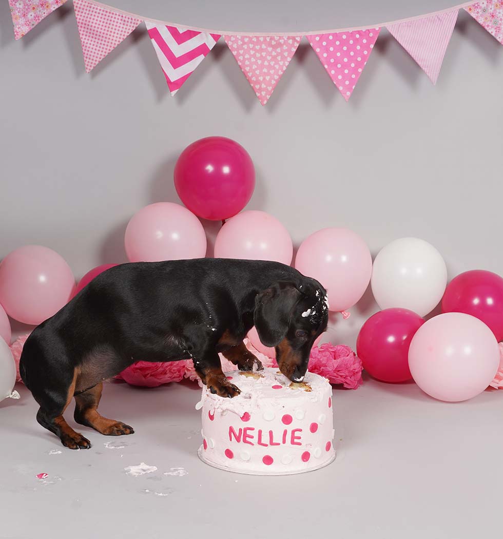 dog smash, dog cake smash, cake smash, cake smashing, 1st birthday, cake smash photoshoot, photo shoot