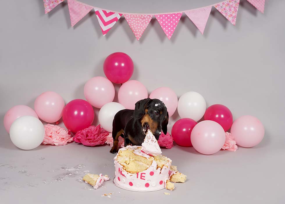 dog smash, dog cake smash, cake smash, cake smashing, 1st birthday, cake smash photoshoot, photo shoot