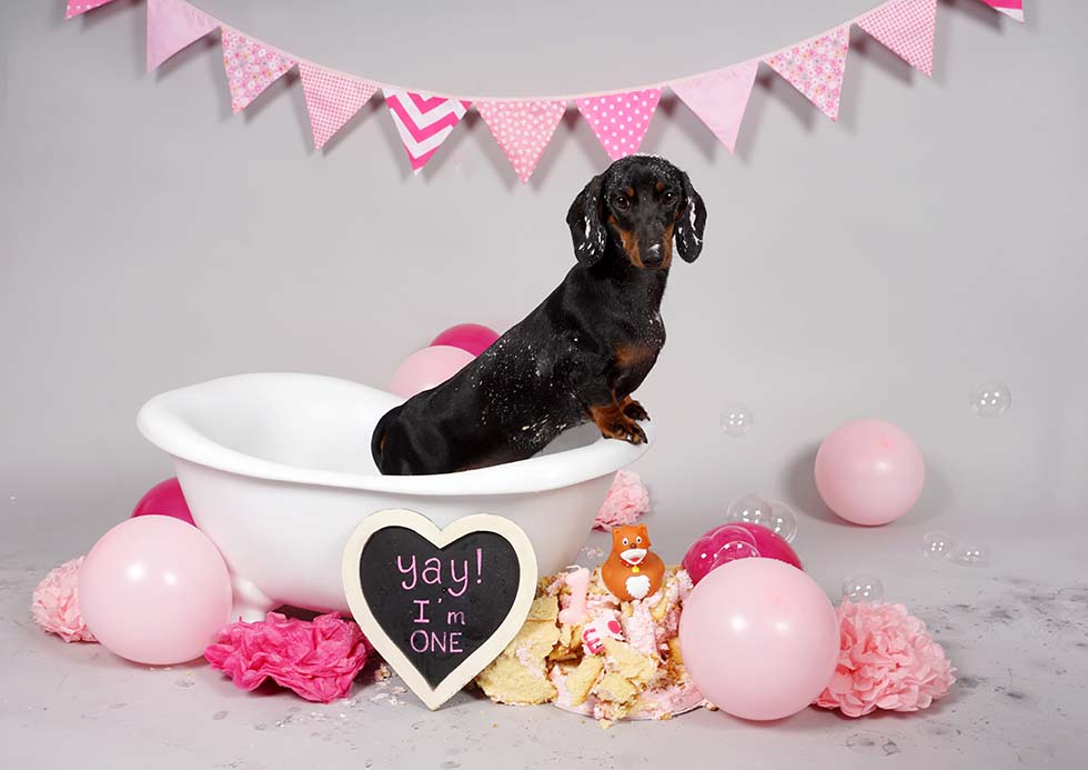 dog smash, dog cake smash, cake smash, cake smashing, 1st birthday, cake smash photoshoot, photo shoot